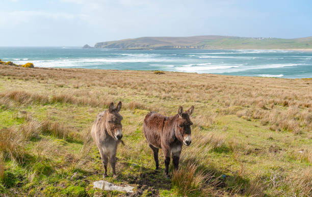 istock donkeys in Ireland 1127734750