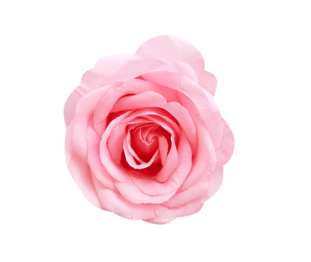 istock Colorful big light pink rose flowers blooming natural patterns top view isolated on white background with clipping path 1127734896