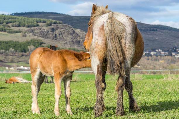Baby colt is feeding in Llivia, Girona, Spain llivia stock pictures, royalty-free photos & images