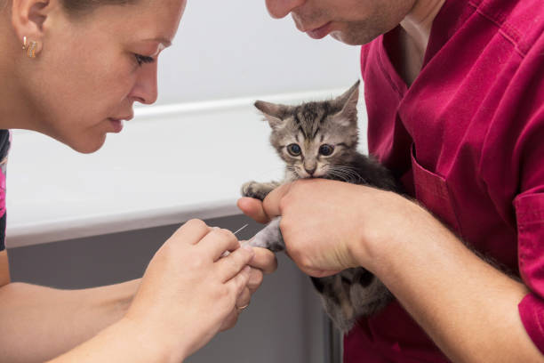 istock The veterinarian sets the drip catheter kitten 1127735108