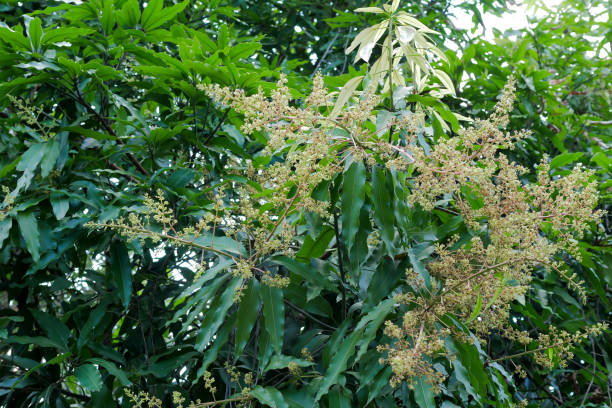 istock mango flowers bouquet on the green branch with tree 1127735277