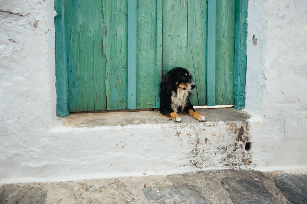 istock Little dog sitting in front of a gate. 1127737883