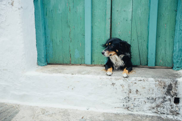 istock Little dog sitting in front of a gate. 1127737907