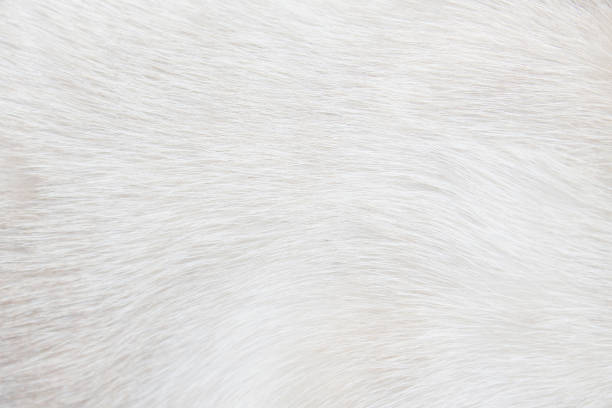 istock Fur cat light gray or white  texture abstract for background , Natural animal patterns skin 1127738515