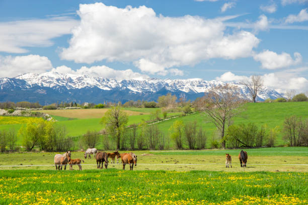 Beautiful sunny weather in Cerdanya fields In spring in Llivia, Girona, Spain llivia stock pictures, royalty-free photos & images