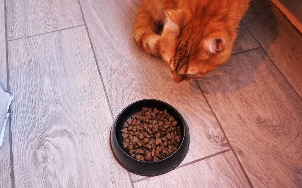 istock Pet (cat) eating special cat food 1127740498