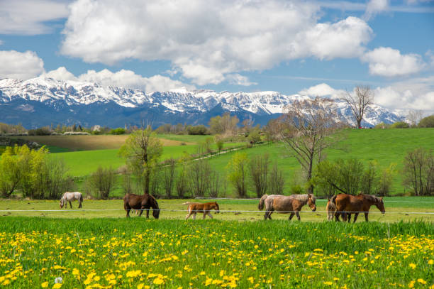 Beautiful sunny weather in Cerdanya fields In spring in Llivia, Girona, Spain llivia stock pictures, royalty-free photos & images