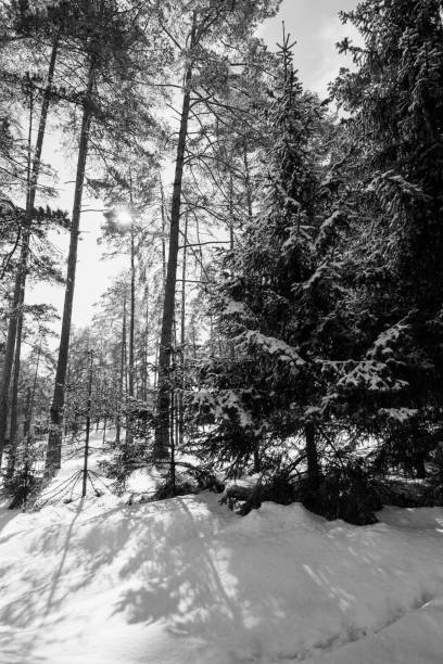 istock Winter day in the woods 1127743243