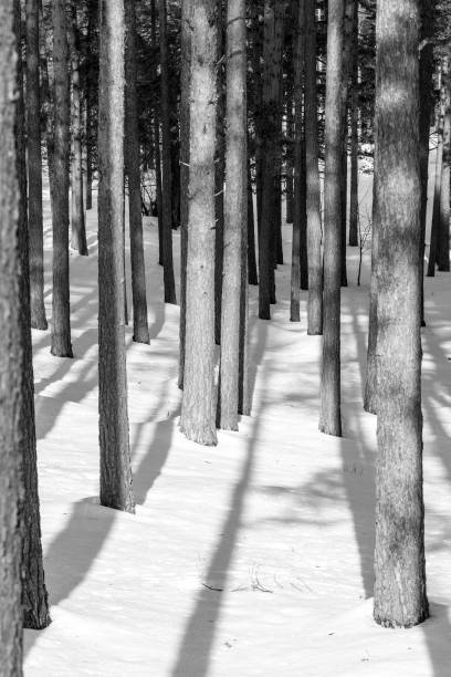 istock Winter day in the woods 1127744677