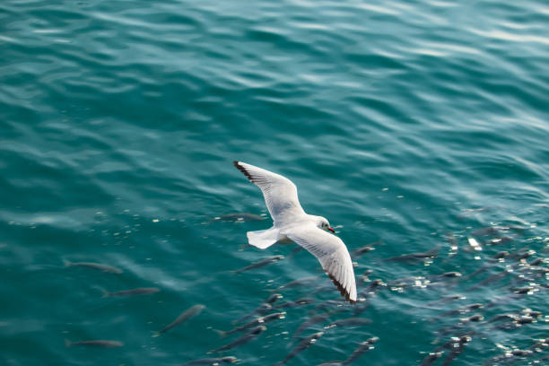 istock Seagull and a shoal of fish. 1127744696