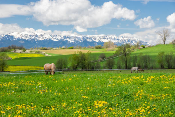 Beautiful sunny weather in Cerdanya fields In spring in Llivia, Girona, Spain llivia stock pictures, royalty-free photos & images