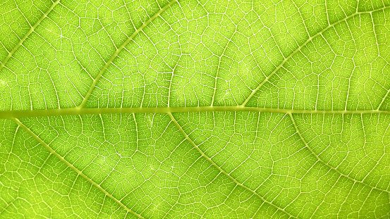 Hazelnut leaf, Extreme closeup, back lit by sunlight,