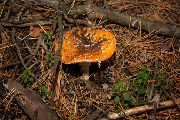 istock Poisonous mushroom with a red spotted hat. It grows in a coniferous forest. 1127749347