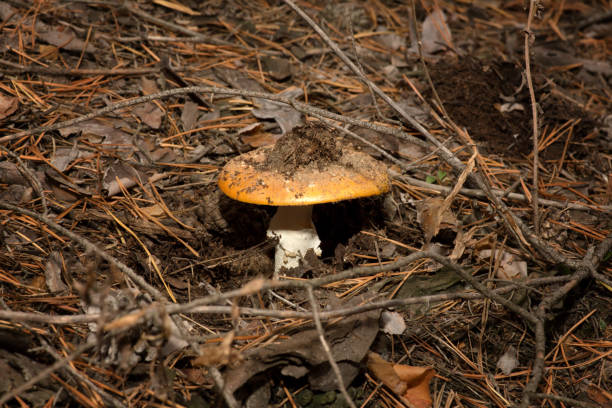 istock Poisonous mushroom with a red spotted hat. It grows in a coniferous forest. 1127749372