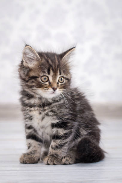 istock Little funny kitten on the floor 1127749930