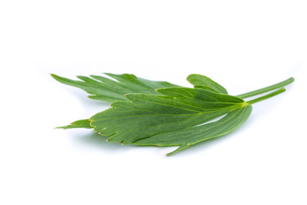 istock fresh green lovage isolated on white background 1127749982