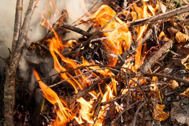 istock Inflaming the fire. Fire. The fire in the forest. Burning branches 1127750496