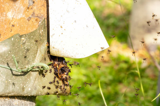 istock Black bee-carpenters (genus xylocopa) fly into a beehive tray from an old tree stump on a bee farm - an apiary on a sunny day. 1127753020