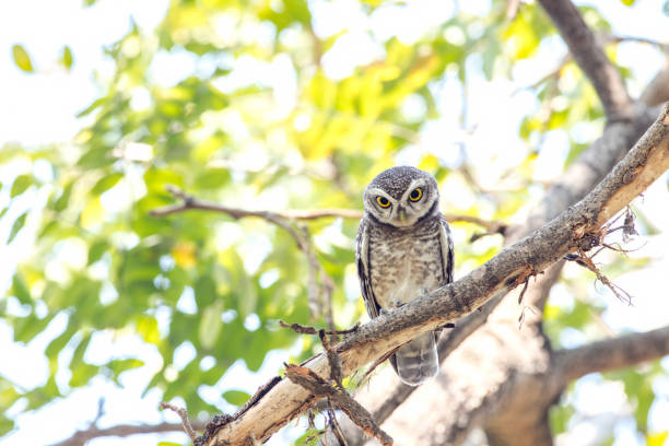 istock Close up of Spotted owlet(Athene brama) looking at in nature 1127753341