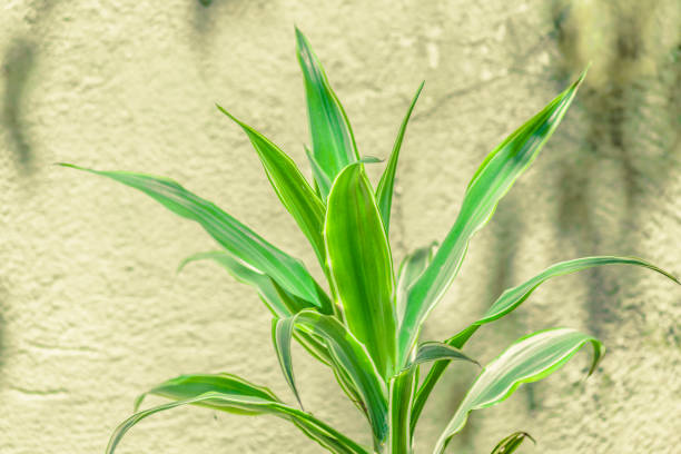 istock Big Leaves Plant Over White Wall 1127755577