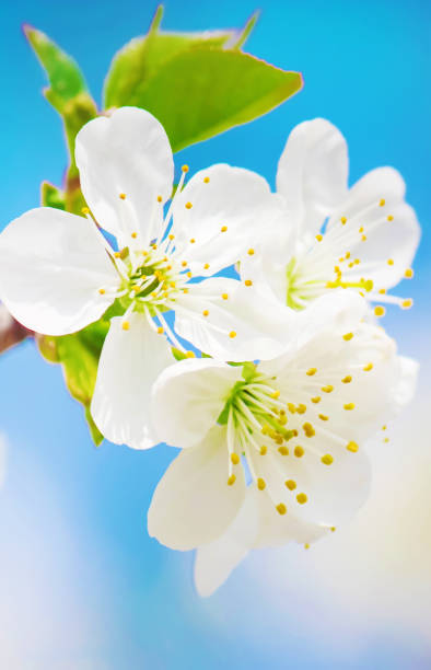 istock Spring flowering trees. Blooming garden. Selective focus 1127756305