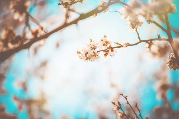 istock Spring flowering trees. Blooming garden. Selective focus 1127756333