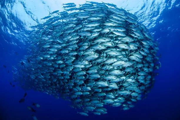 Bigeye Trevally Jack Tornado Baitball in Aguni, Japan