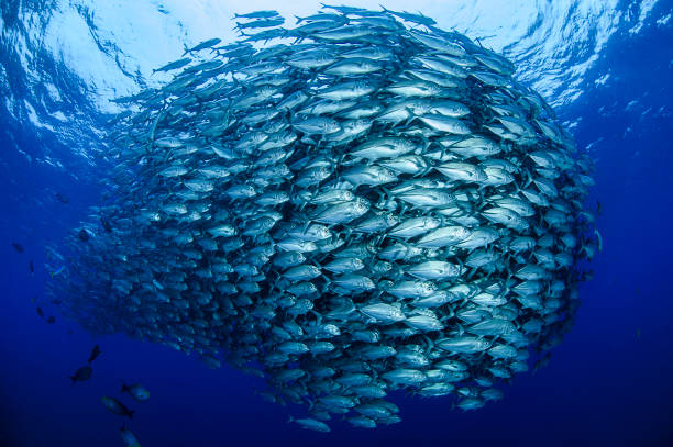 bigeye trevally jack tornado baitball in aguni, japan - sea life sea reef animal imagens e fotografias de stock