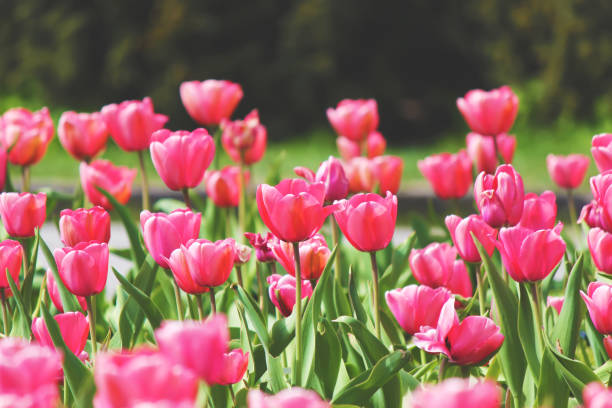 istock background of blooming tulips. Flowers. Selective focus. 1127759453