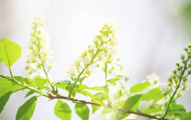 Photo of background of blooming trees of cherry. Flowers. Selective focus.