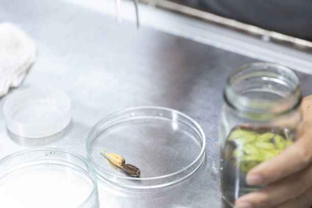 istock Plant tissue culture techniques in laboratory. 1127760265