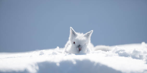 istock little cute white hare on the snow 1127760286
