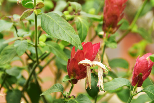 istock Justicia brandegeeana (Mexican shrimp plant, shrimp plant or false hop). 1127760444