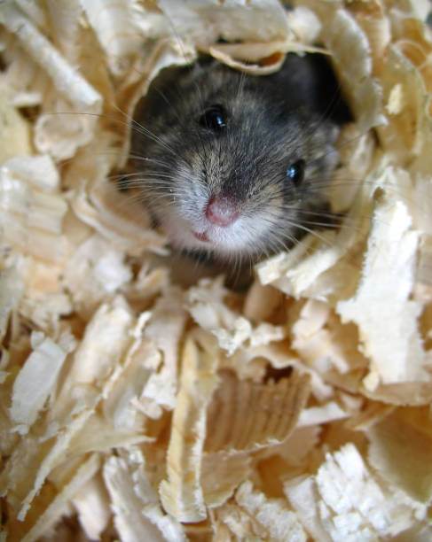 istock Close-up of a hamster in sawdust 1127761371