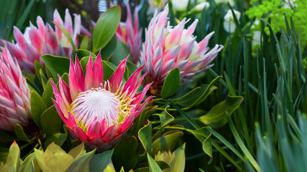 Protea round orange honey flowers. Selective focus. horizontal banner three bright orange buds of Protea Aristata, Sugarbush, flower from South Africa, on the background of defocused flower field. horizontal banner fynbos photos stock pictures, royalty-free photos & images