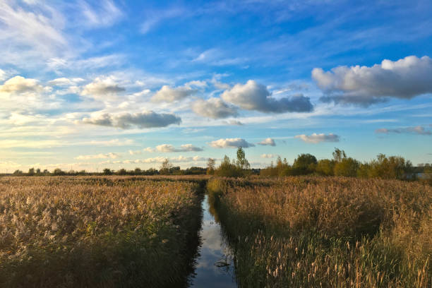 vista de noche de verano en un pequeño arroyo en la reserva natural de weerribben-wieden en el final de un día hermoso de verano - wieden weerribben fotografías e imágenes de stock