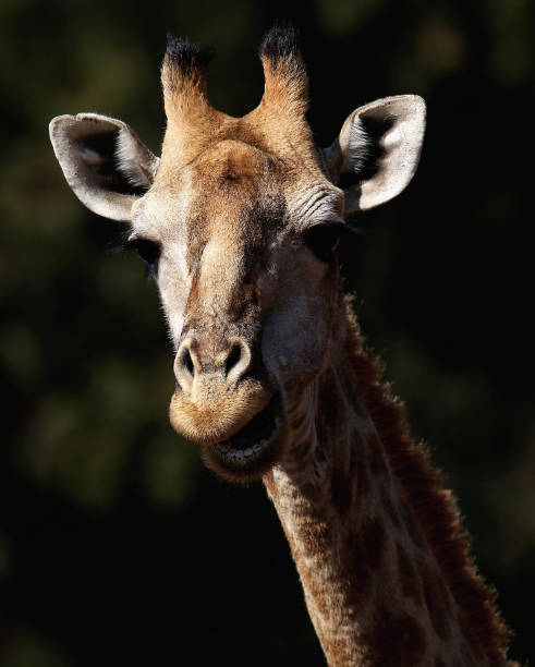 istock Askari Game Reserve-South Africa 2014 1127764742