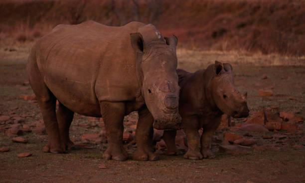 istock Askari Game Reserve-South Africa 2014 1127764887