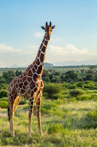 Giraffe crossing the trail in Samburu Park stock photo