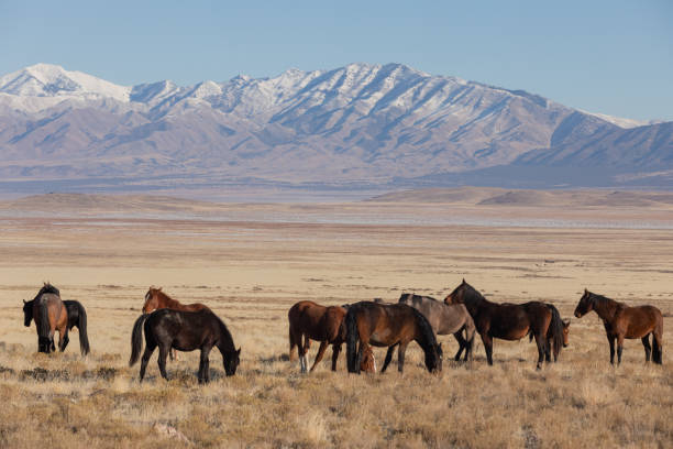 istock Wild Horses in Winter in Utah 1127767346