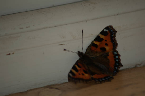 istock Small Tortoiseshell butterfly, Aglais urticae, indoors 1127767669