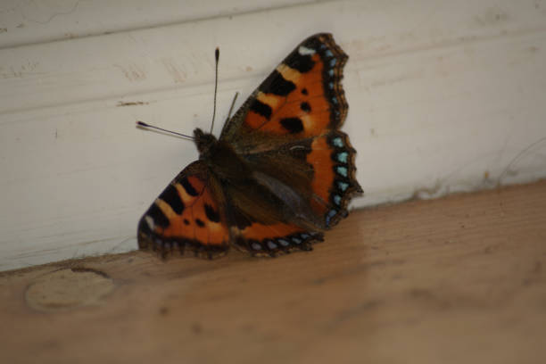 istock Small Tortoiseshell butterfly, Aglais urticae, indoors 1127767953