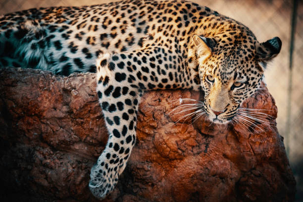 Portrait of a leopard in a large outdoor enclosure at sunset on a farm in Namibia stock photo