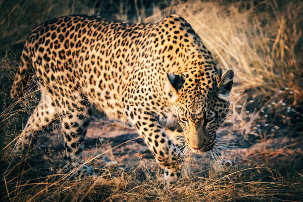 Portrait of a leopard in a large outdoor enclosure at sunset on a farm in Namibia stock photo