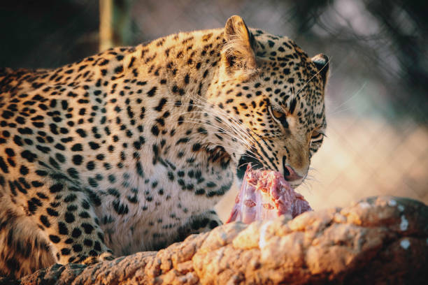 Portrait of a feeding leopard in a large open-air enclosure at sunset on a farm in Namibia stock photo