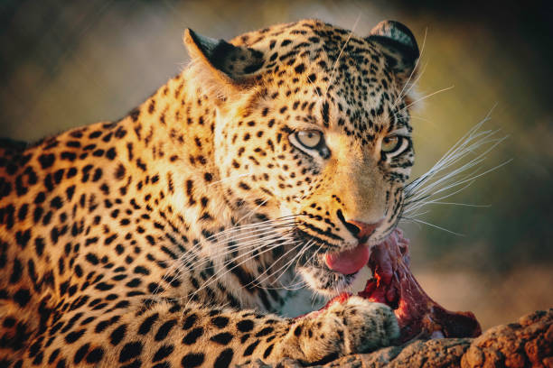 Portrait of a feeding leopard in a large outdoor enclosure at sunset on a farm in Namibia stock photo