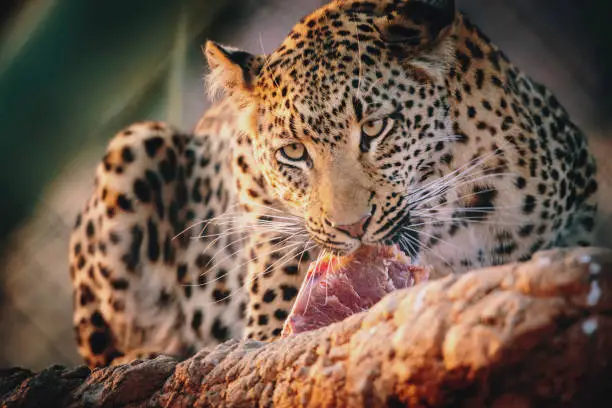 The leopard is a hand rearing that lives on the Zelda Guest Farm (Namibia). The pictures were taken in the evening at sunset during a feeding.