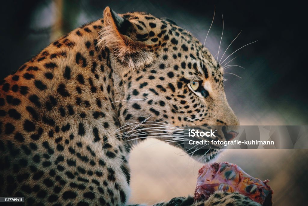 Portrait of a feeding leopard in a large outdoor enclosure at sunset on a farm in Namibia The leopard is a hand rearing that lives on the Zelda Guest Farm (Namibia). The pictures were taken in the evening at sunset during a feeding. Africa Stock Photo