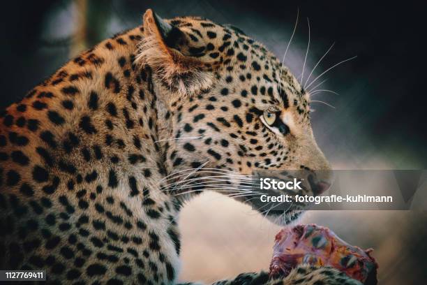 Portrait Of A Feeding Leopard In A Large Outdoor Enclosure At Sunset On A Farm In Namibia Stock Photo - Download Image Now