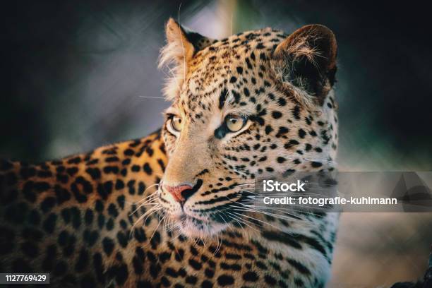 Portrait Of A Leopard In A Large Outdoor Enclosure At Sunset On A Farm In Namibia Stock Photo - Download Image Now